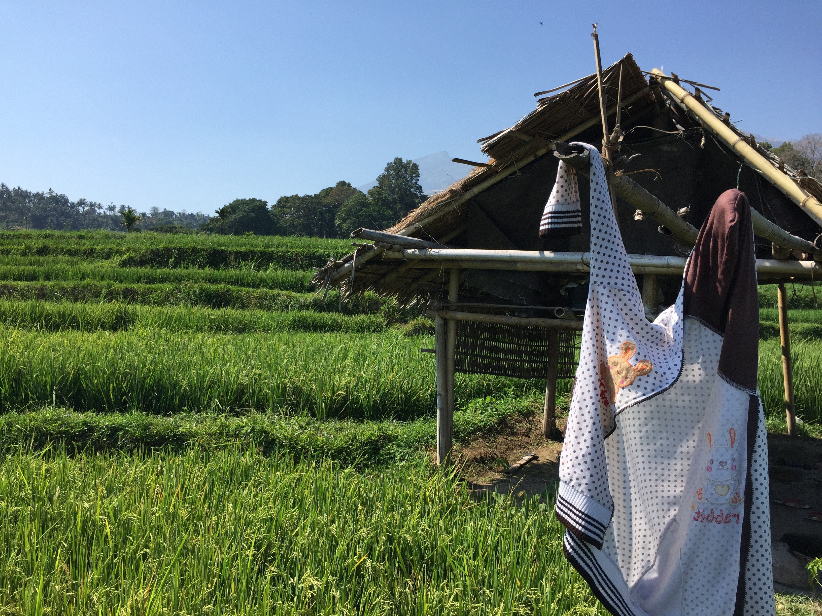 Und suchen Schutz vor der Mittagshitze in den Unterkünften der Reisbauern.