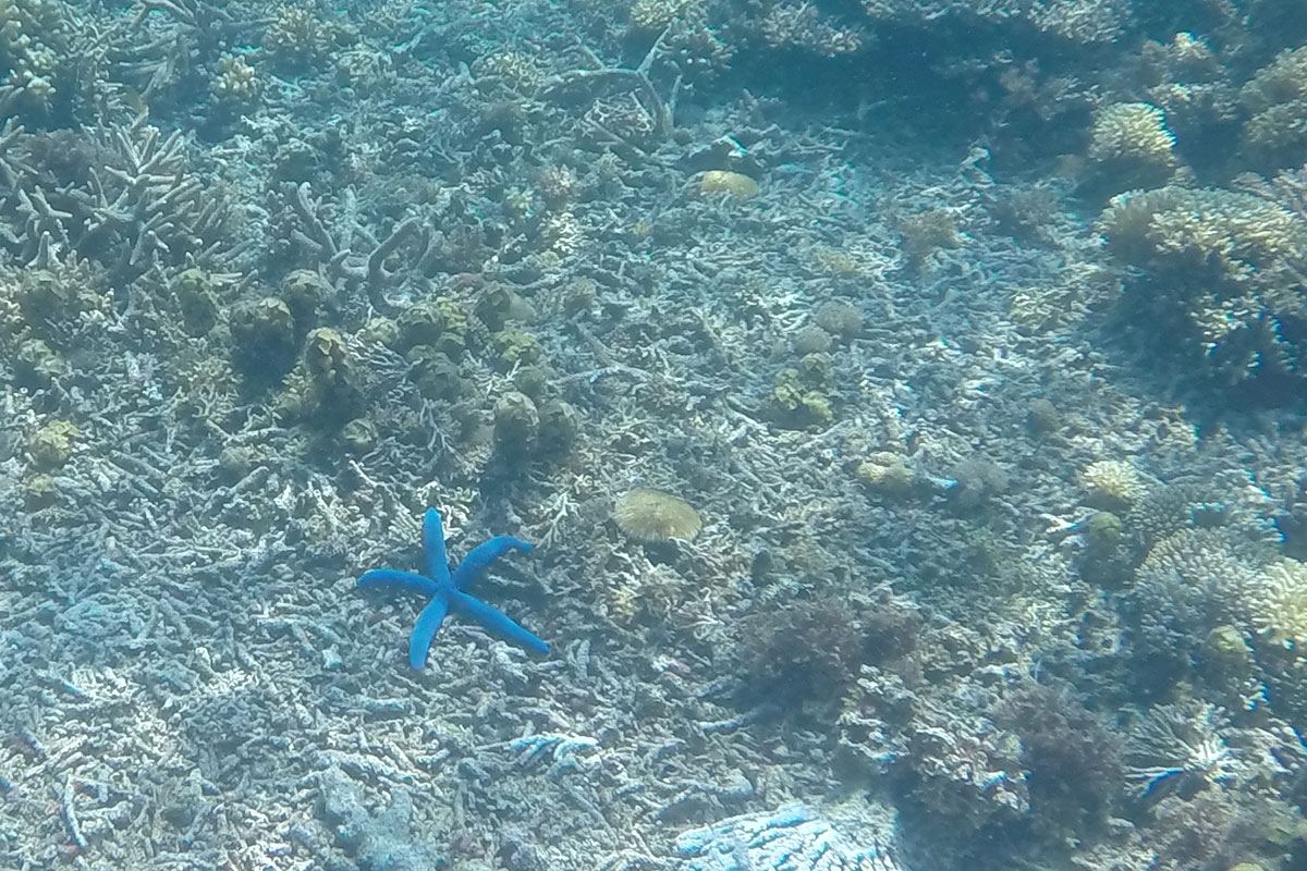 Blaue Seesterne unter Wasser entdecken.
