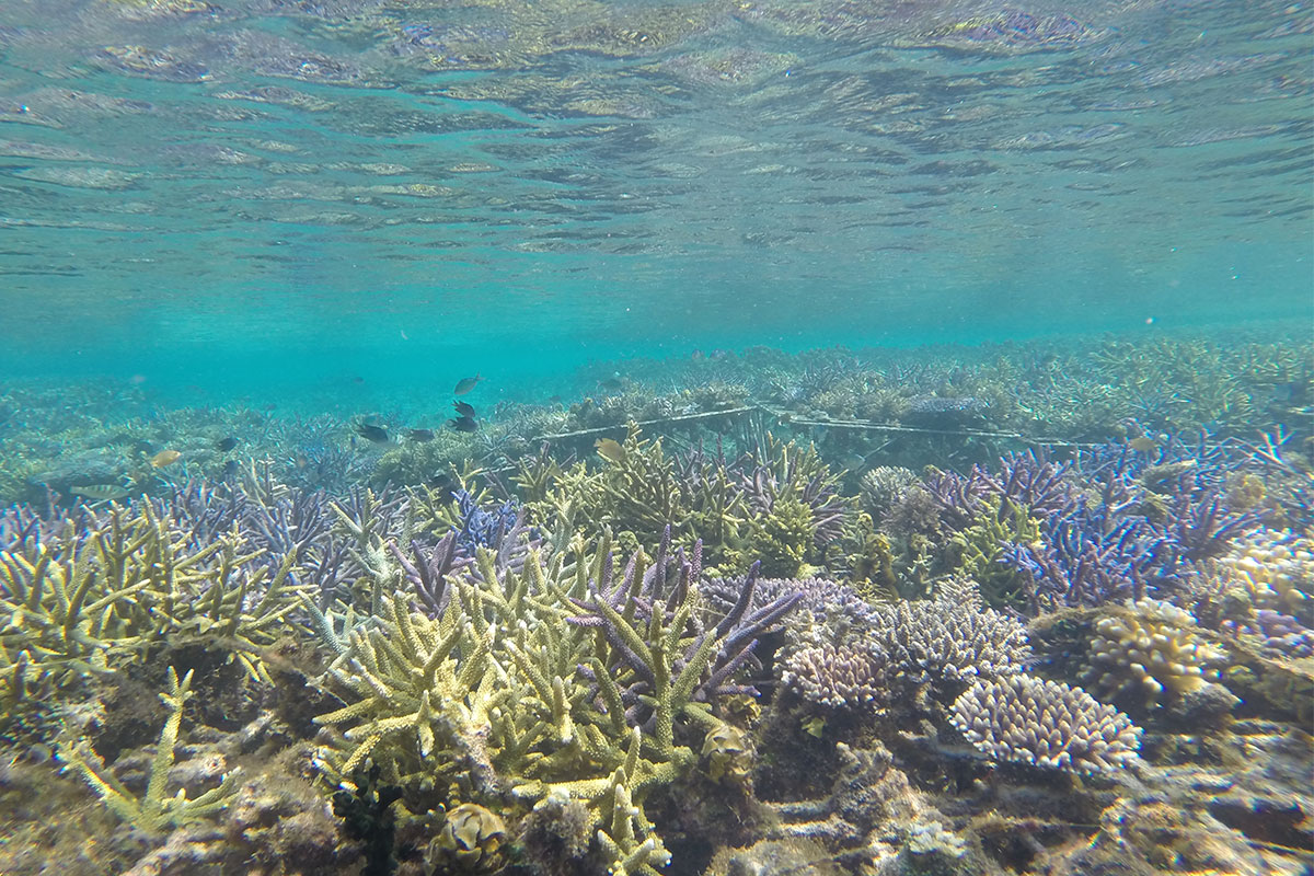 Nemo im Korallenriff finden.