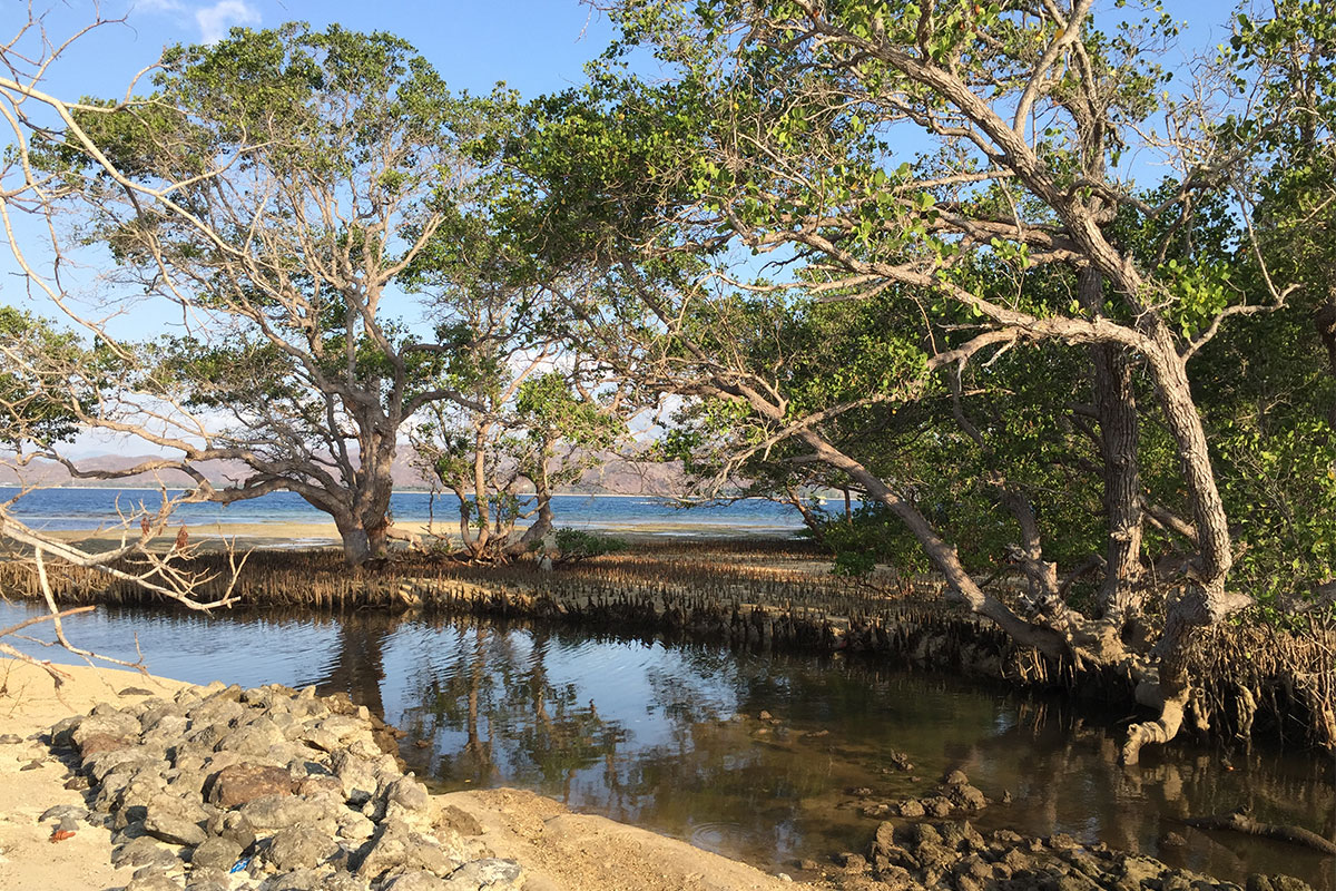 baum-am-strand-und-fluss-gili-gede-lombok