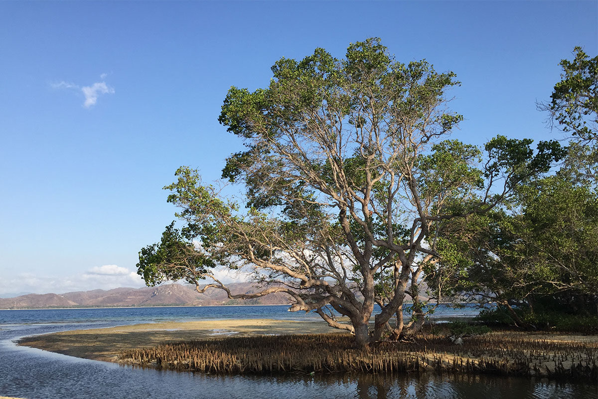 baum-im-wasser-gili-gede-lombok