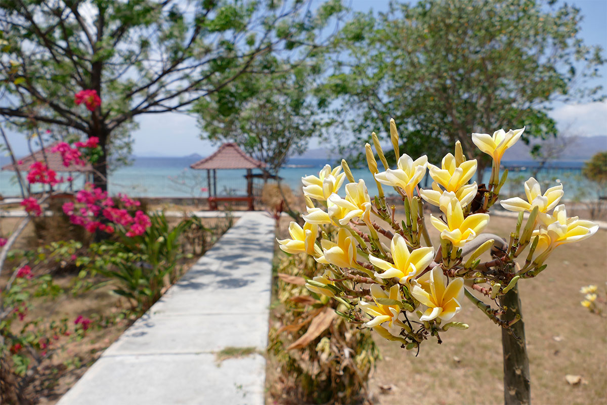 flower-paradies-gili-gede-lombok