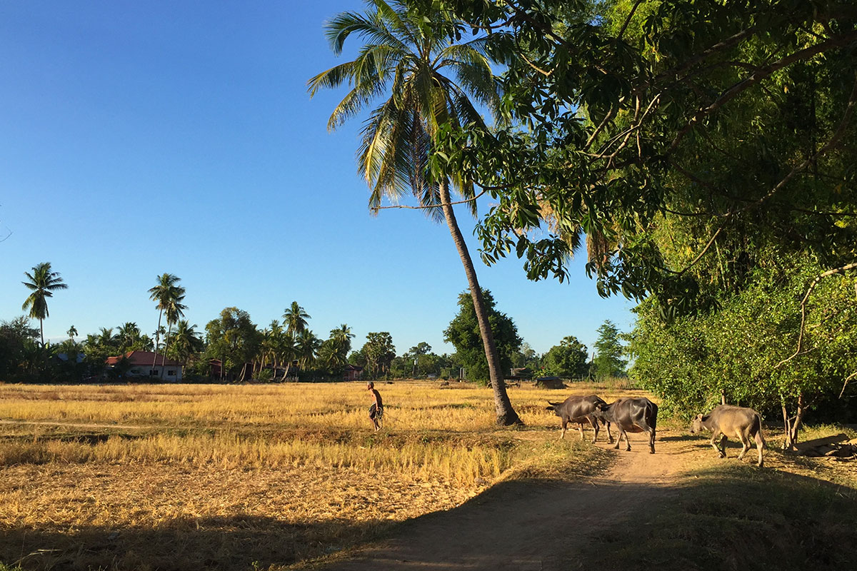 Mann-mit-Kuehen-auf-Feld-Laos-Viertausend-Inseln