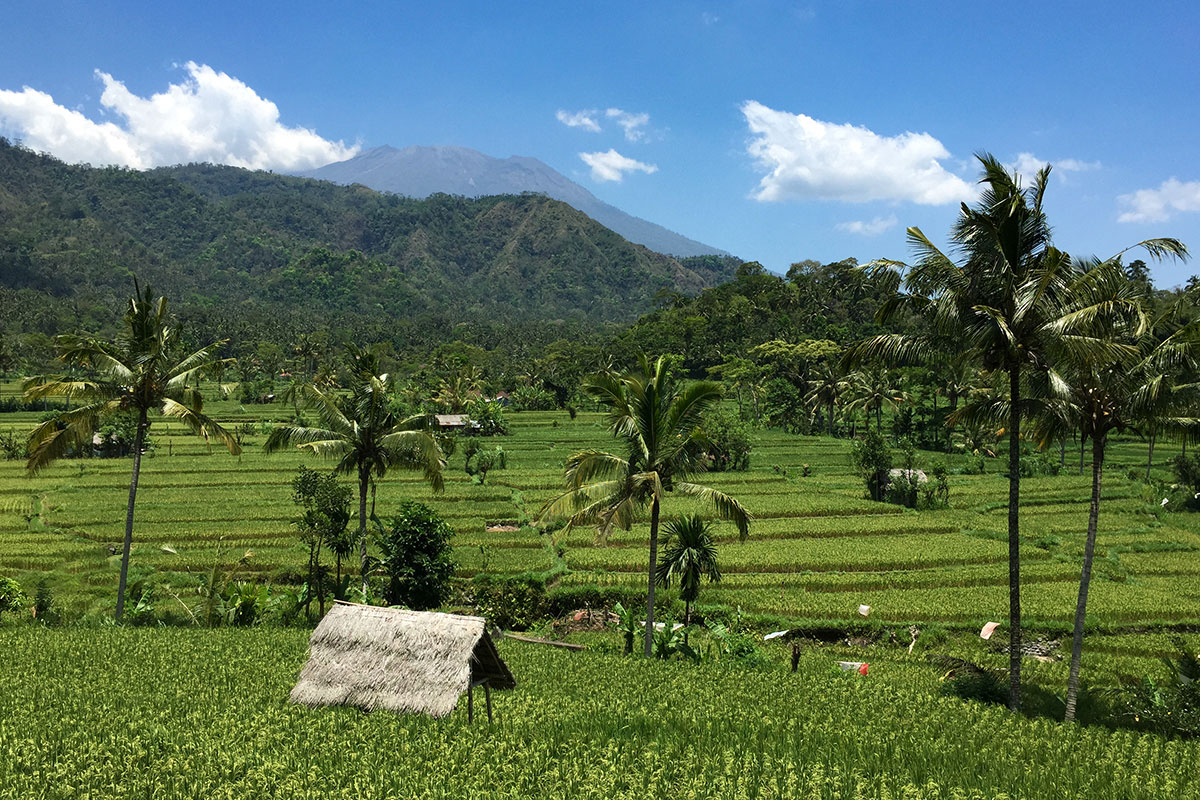 Eine der schönsten Reisfelder auf Bali.